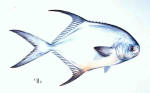 permit fishing - Islamorada Florida Keys
