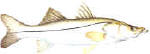 snook fishing in the fl keys