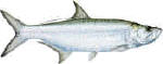 tarpon fishing in the Florida Keys and Islamorada